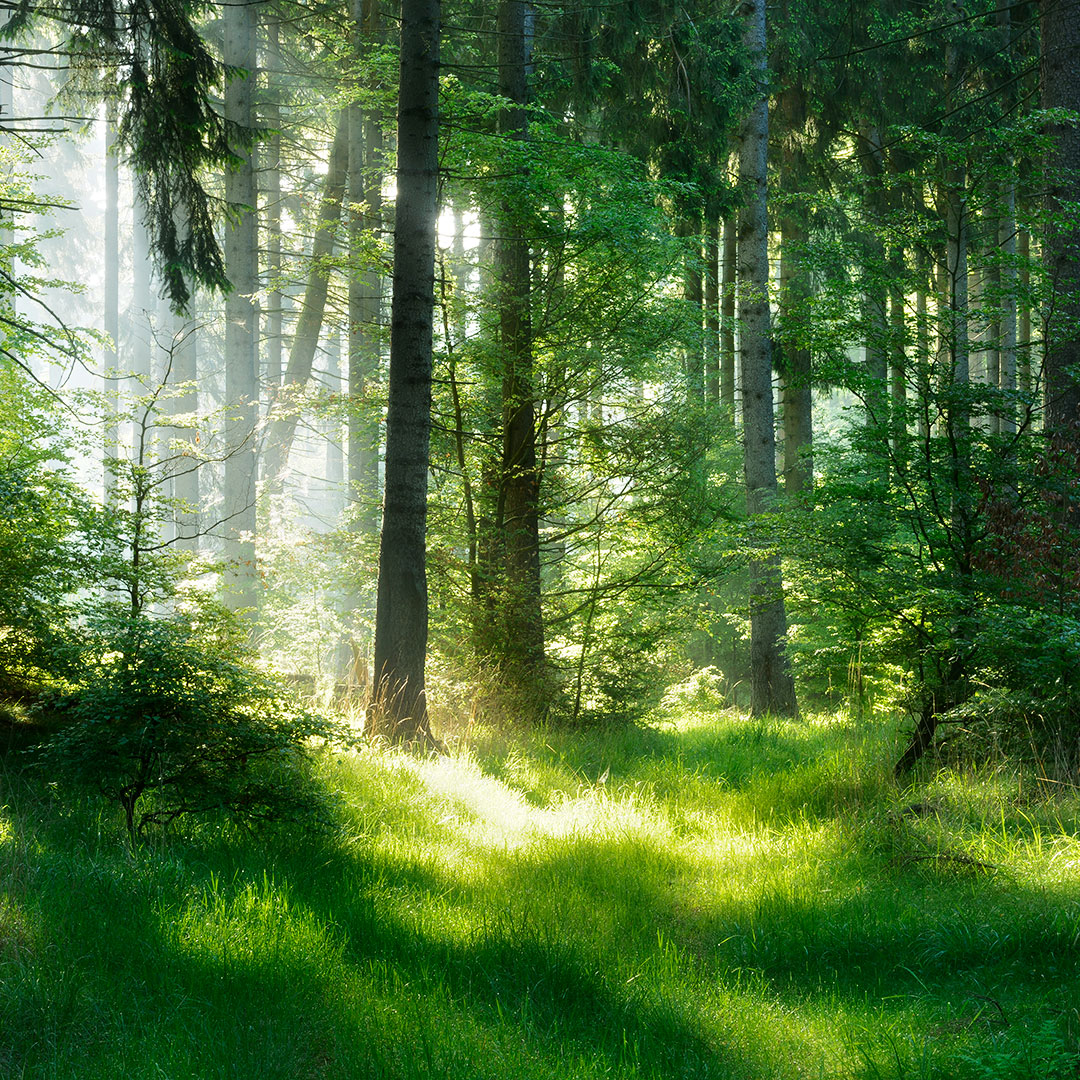forest-bath_1080x1080.jpg